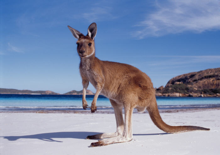 Let's go to Australia! Vamos conferir algumas curiosidades sobre o inglês australiano.